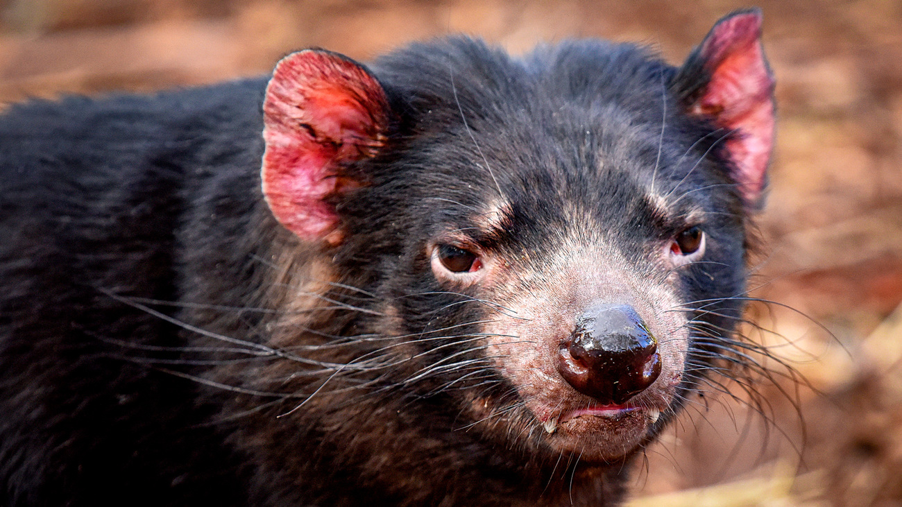 A Tasmanian devil photographed close up in bushland.