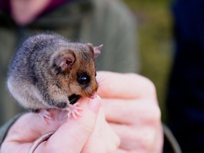 A mountain pygmy-possum held carefully in a pair of hands.