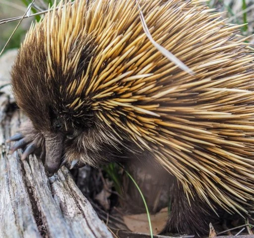 A short-beaked echidna foraging on a fallen log in forest.