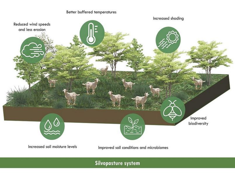 Labelled diagram of a silvopasture system, showing livestock grazing beneath rows of trees and the benefits this brings to soil and shade.